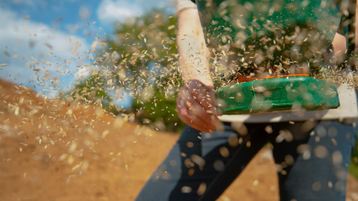 sowing lawn grass seed