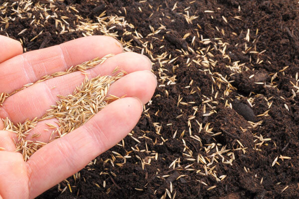 Grass seeding a deals lawn