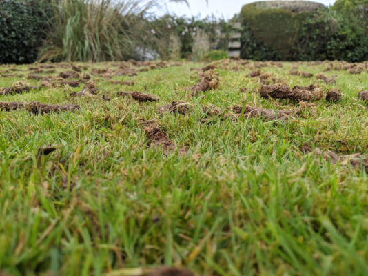 plugs removed from lawn after hollow tine aeration