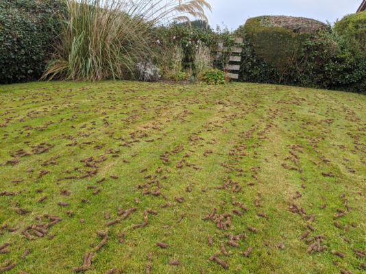 aerating before overseeding