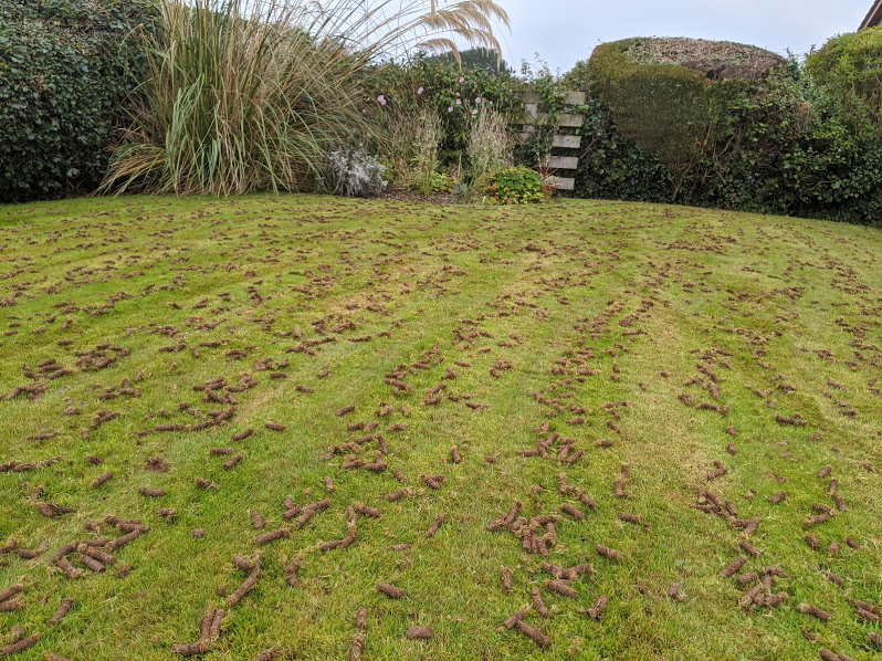 5 things you need to know about overseeding your lawn - Premier Lawns