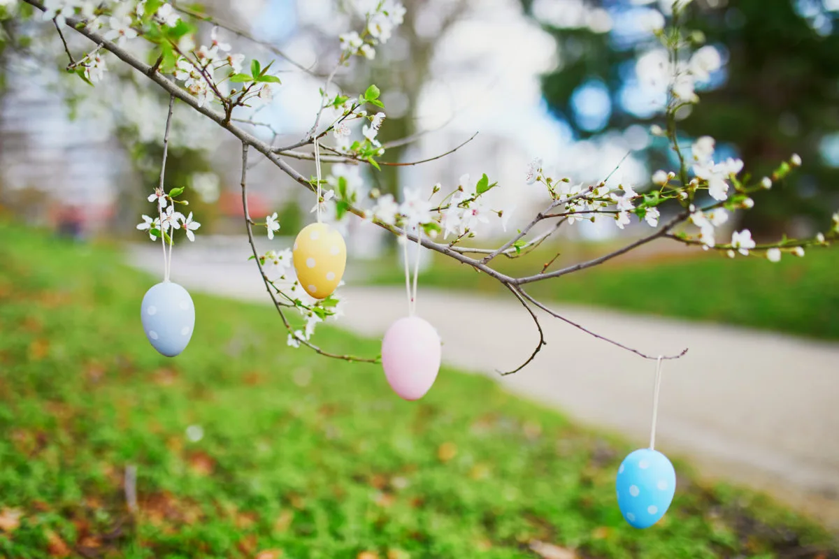 Top of your list of garden activities for Easter should include some nice garden decor such as this apple tree branch in full bloom decorated with colorful Easter eggs.