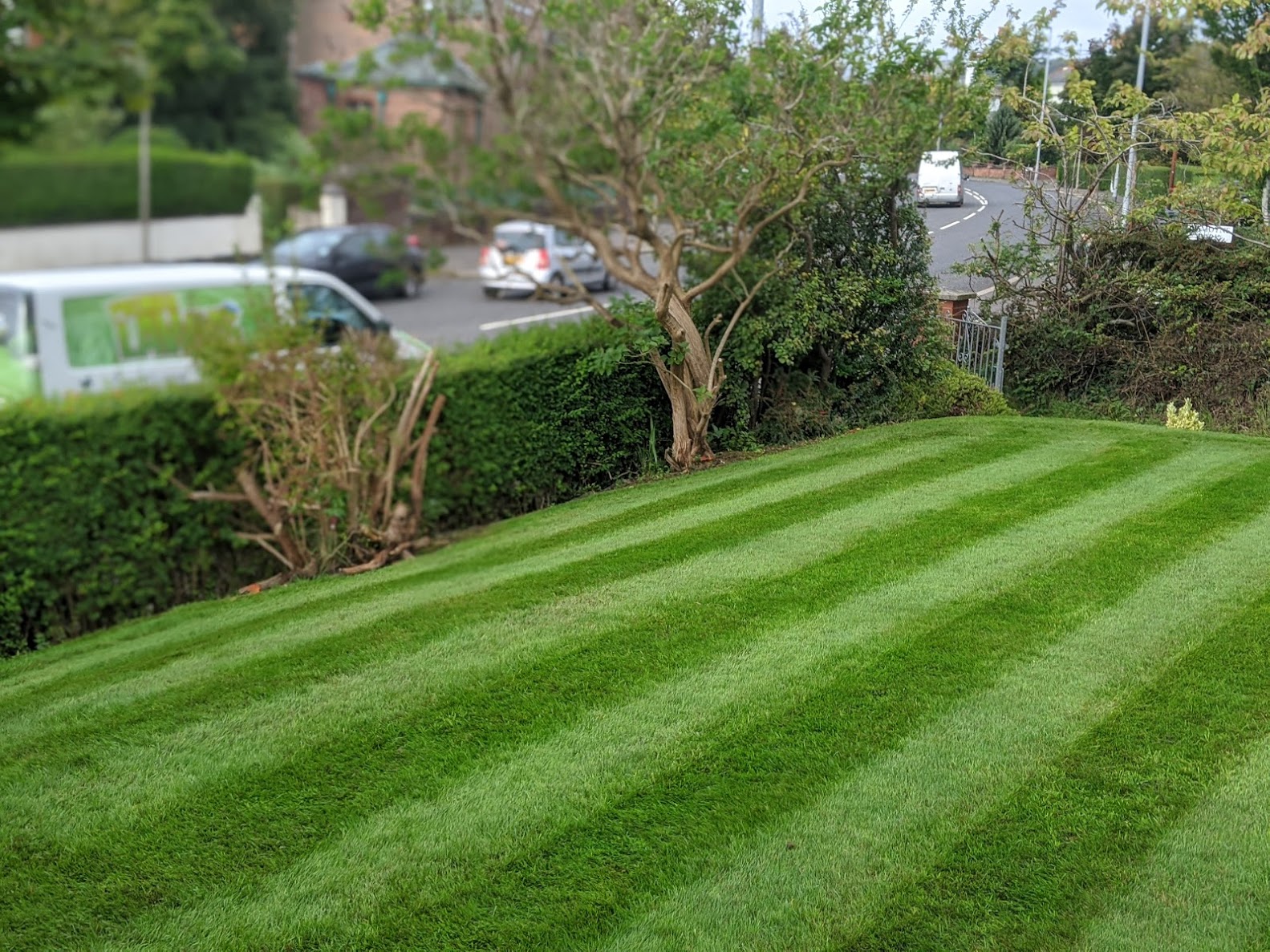 great lawn as a result of following the basics of good lawn care