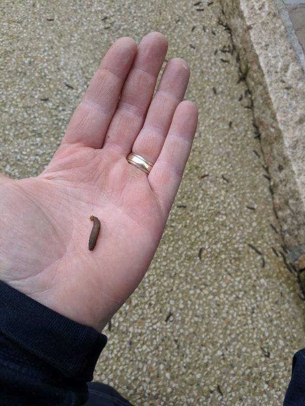 leatherjacket in the palm of a mans hand