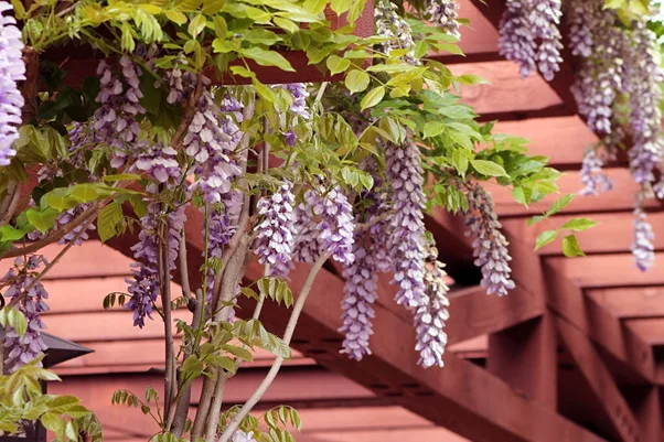 Wooden pergola with wisteria.