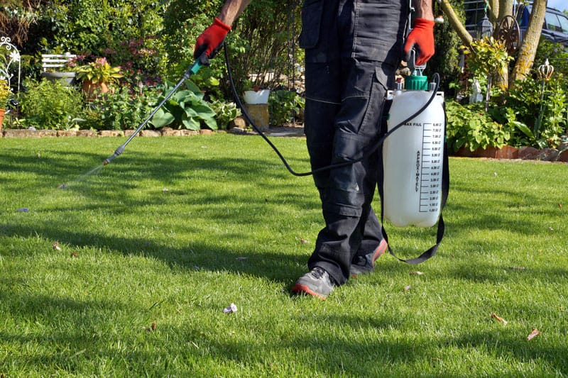 applying lawn treatments as part of august lawn care program