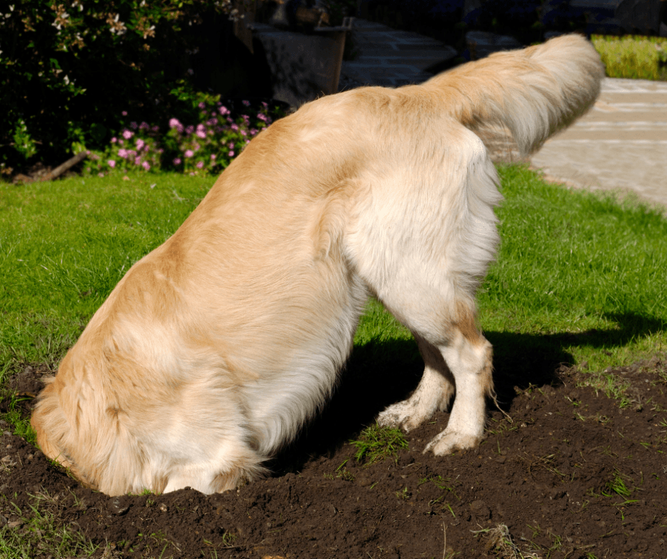 View of Lawns for dogs. How to stop your pet damaging your lawn. - Premier Lawns