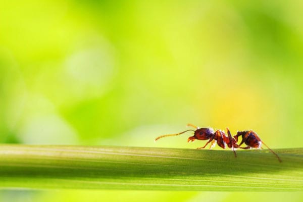 ants in your lawn