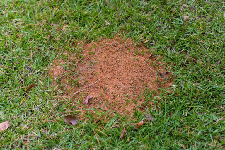 How To Control Ants In Your Lawn Premier Lawns   Anthill 768x512 