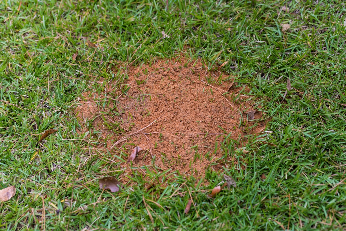 How Do You Get Rid Of An Ant Hill In Your Lawn at Ruthie Washington blog