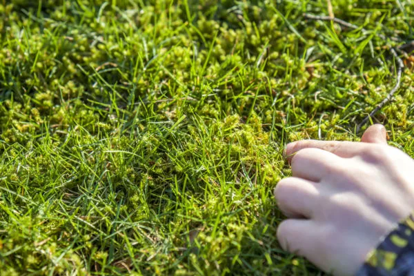 hand pointing out moss growing amongst the grass plants in a lawn