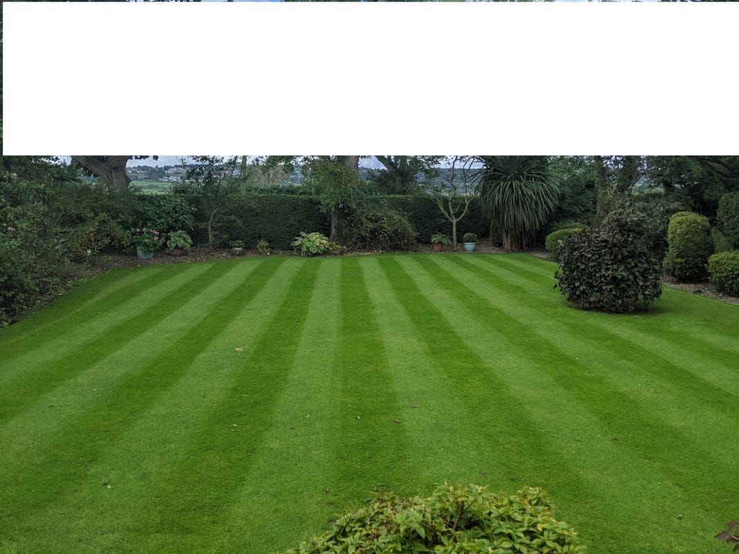 lawn care on a budget doesn't mean compromising on quality