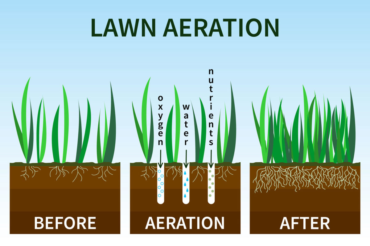 beginner lawn care tips - diagram showing how aeration works