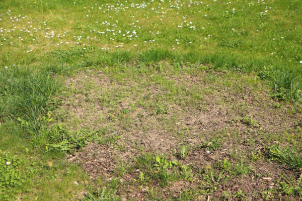 poor quality lawn with bare patches, thinning grasses and broadleaved weeds. used to illustrate a lawn care blog on how to rescue any lawn