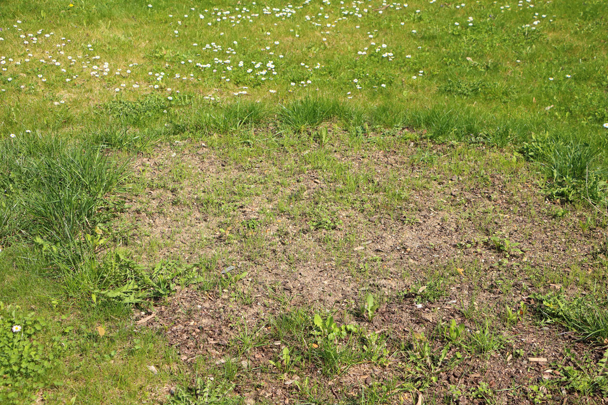 Reviving store a lawn