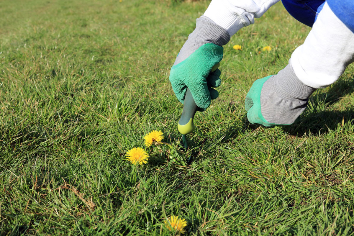 How to Get Rid of Stubborn Weeds in Your Grass