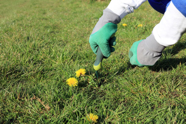 A beginners guide to getting rid of lawn weeds - Premier Lawns