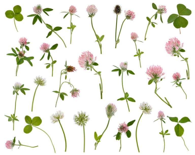 Clover In Lawns Should It Stay Or Should It Go? Premier Lawns