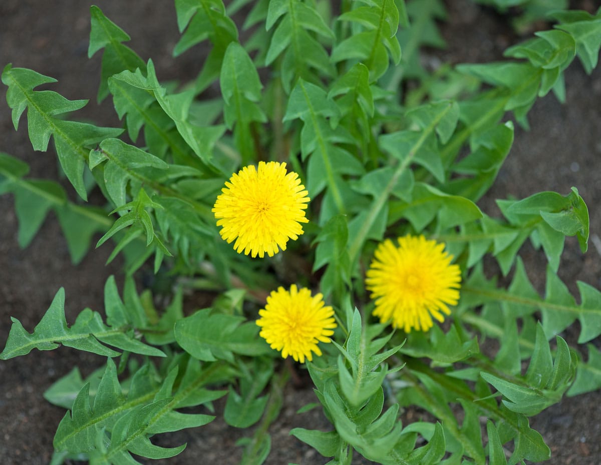 What To Do With The Dandelions In Your Lawn Premier Lawns