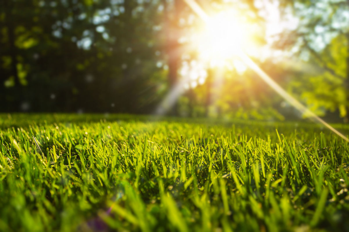 healthy lawn with trees and hedge in the background and hot sun showing through vegetation