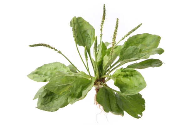 Ribwort Plantain plant with leaves and flower heads