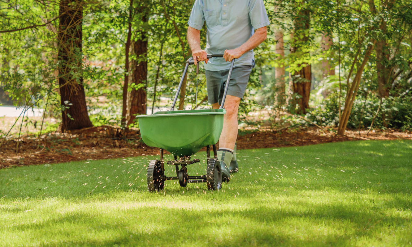 overseeding a shaded lawn using a seed spreader