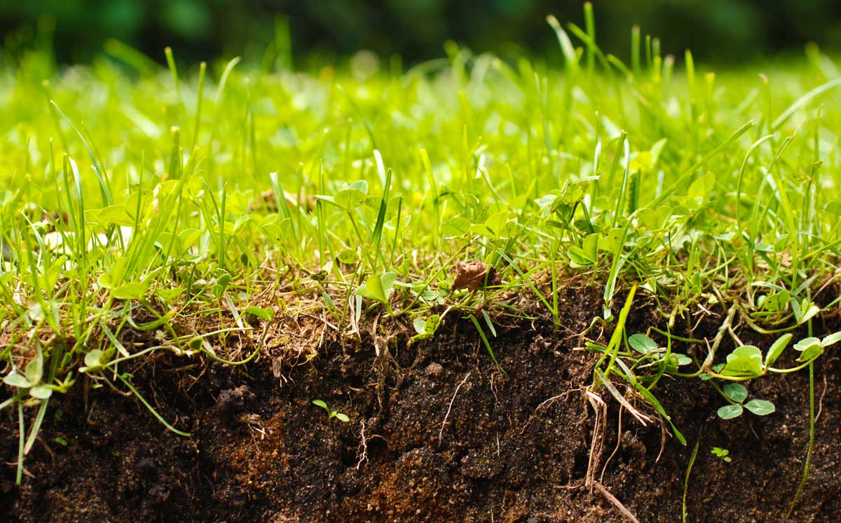 lawn cross section showing soil, thatch layer and green vegetation