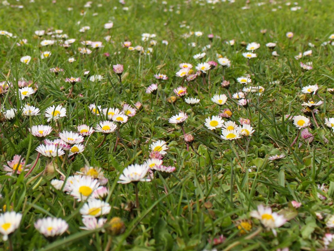 daisies in your lawn. image showing grass lawn studded with white daisy flowers