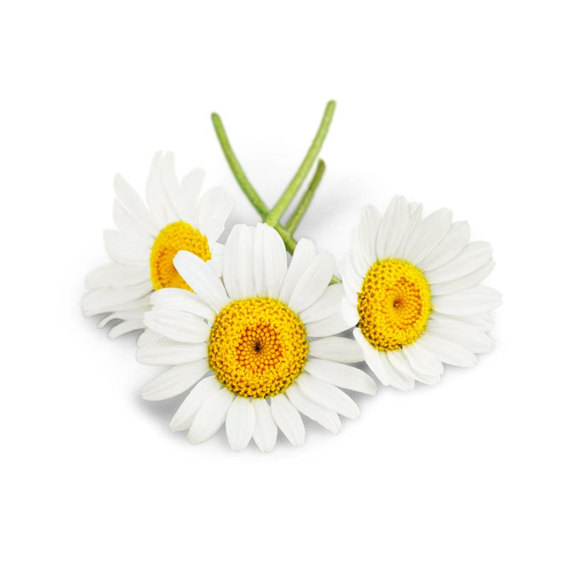 close up of three flowers of bellis perennis, the common daisy