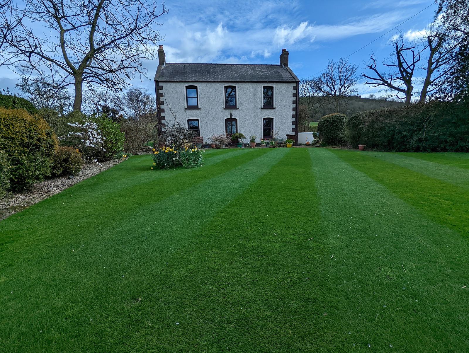 Our family lawn in spring, striped, in front of a white farmhouse with daffodils on the lawn