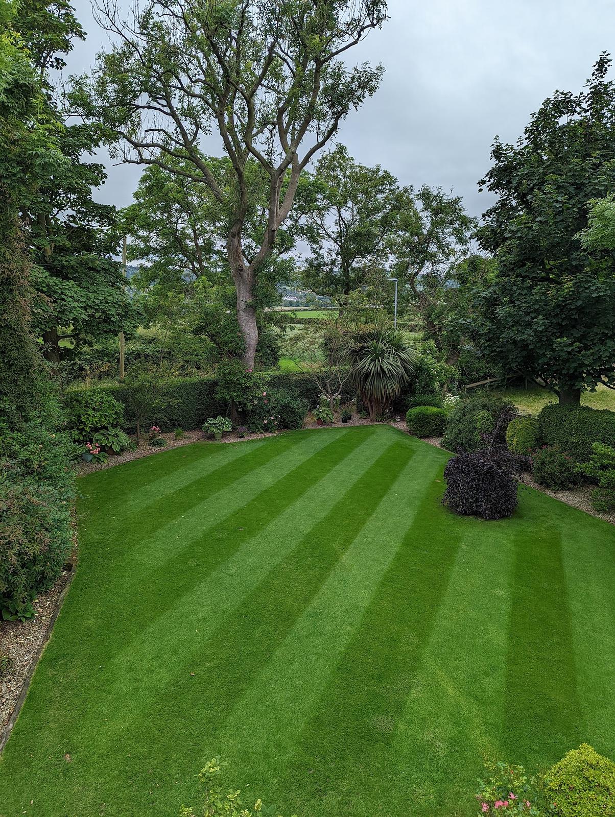 Our family lawn in summer seen from above, striped, surrounded by mature trees and shrubs