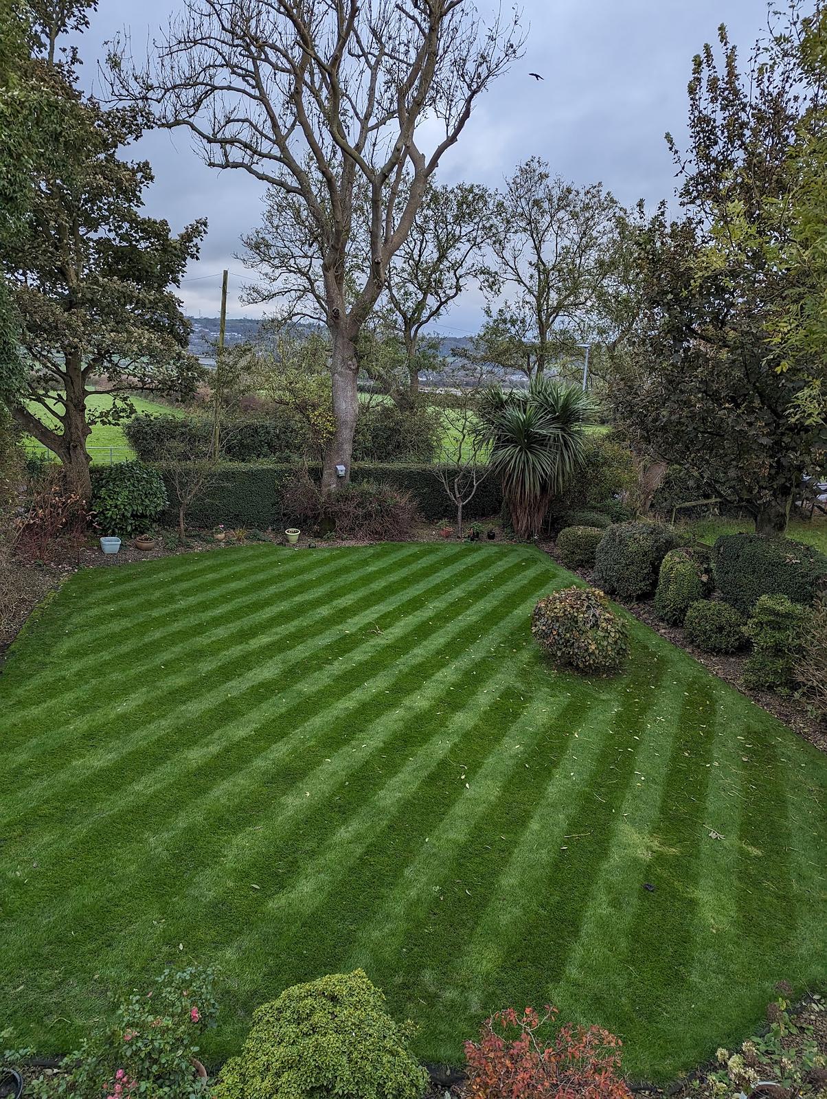 Our family lawn in autumn seen from above, striped, with shrubs along the far edge and fields in the distance