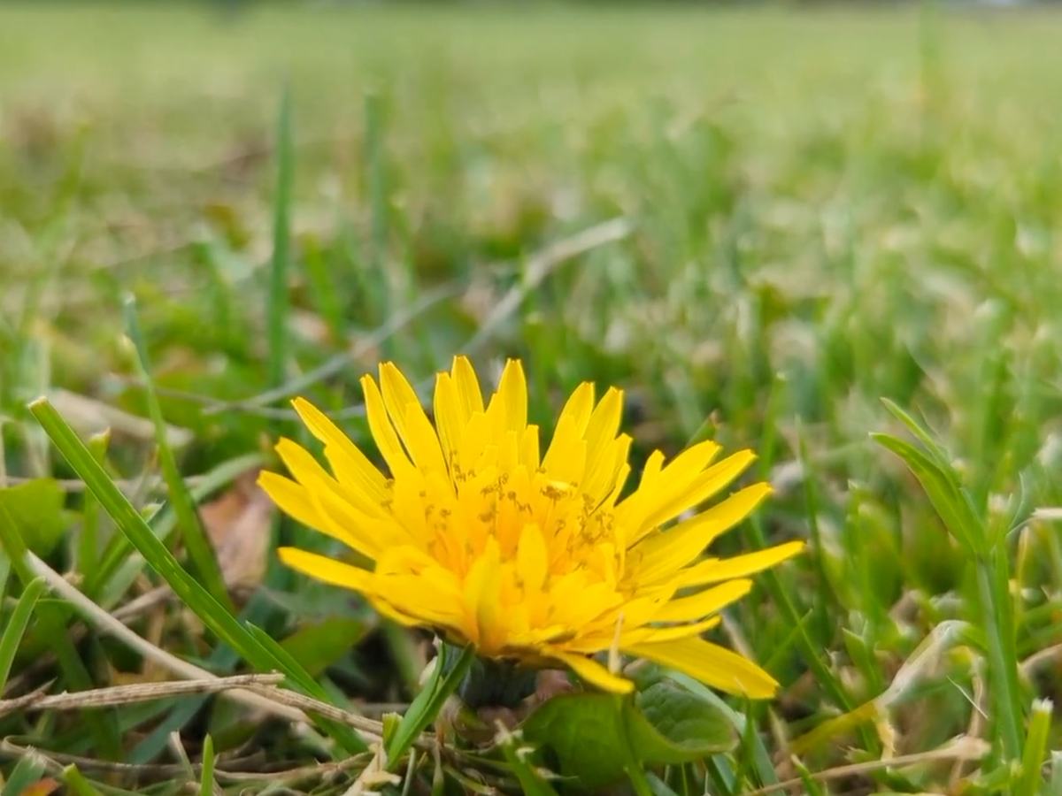 Close-up of a dandelion flowering low in a lawn