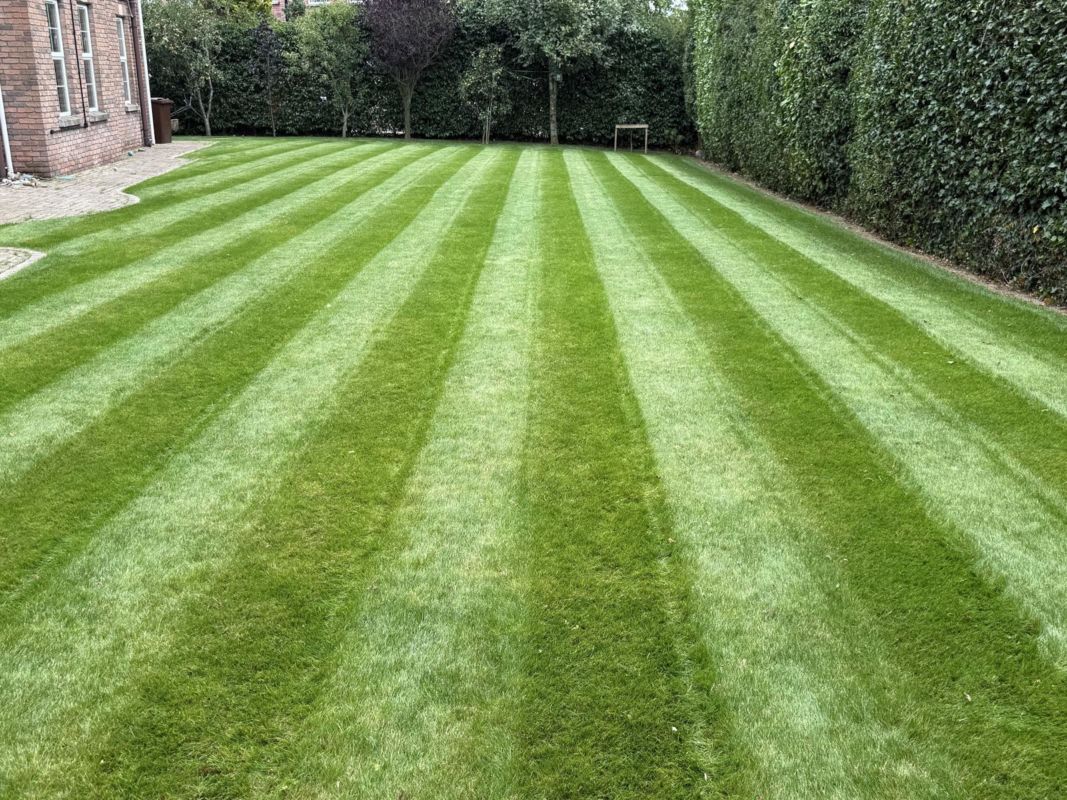 Striped back lawn in Jordanstown looked after by Premier Lawns, with tall hedges and a brick house