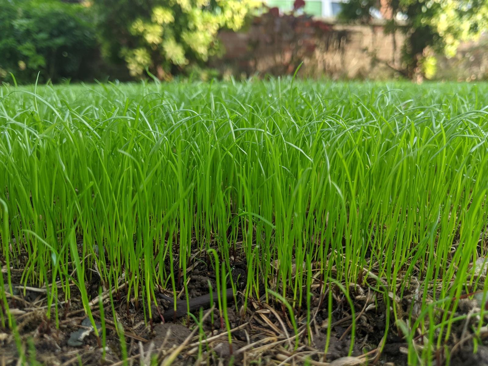 Close-up of new grass seedlings coming through after overseeding