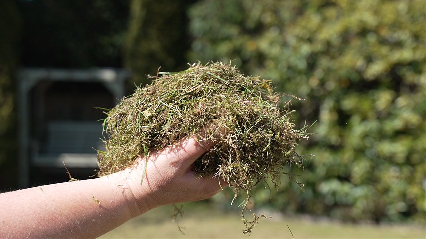 A handful of moss and thatch pulled out of a lawn by scarifying