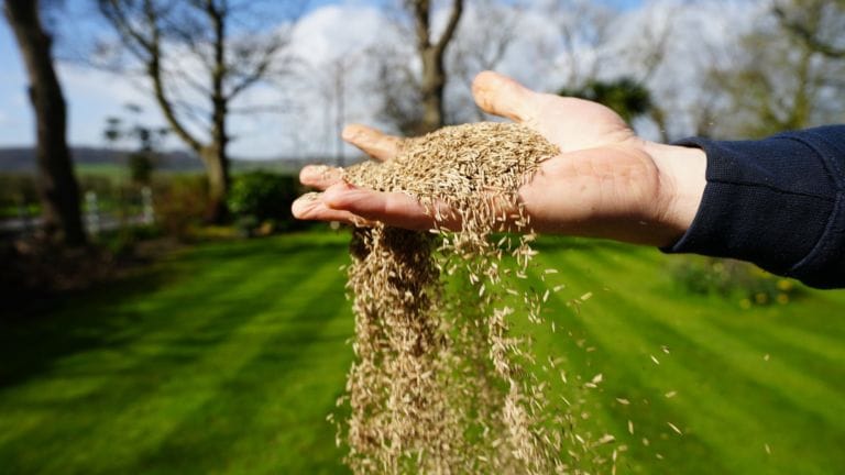 Grass seed pouring from a hand