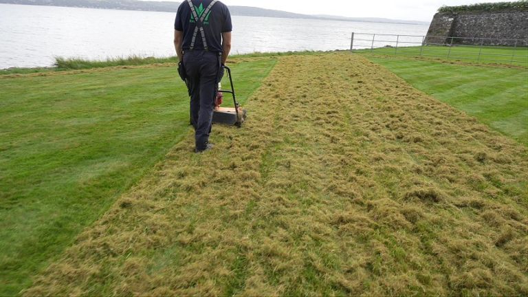 Scarifying a lawn, lifted moss and thatch behind the machine