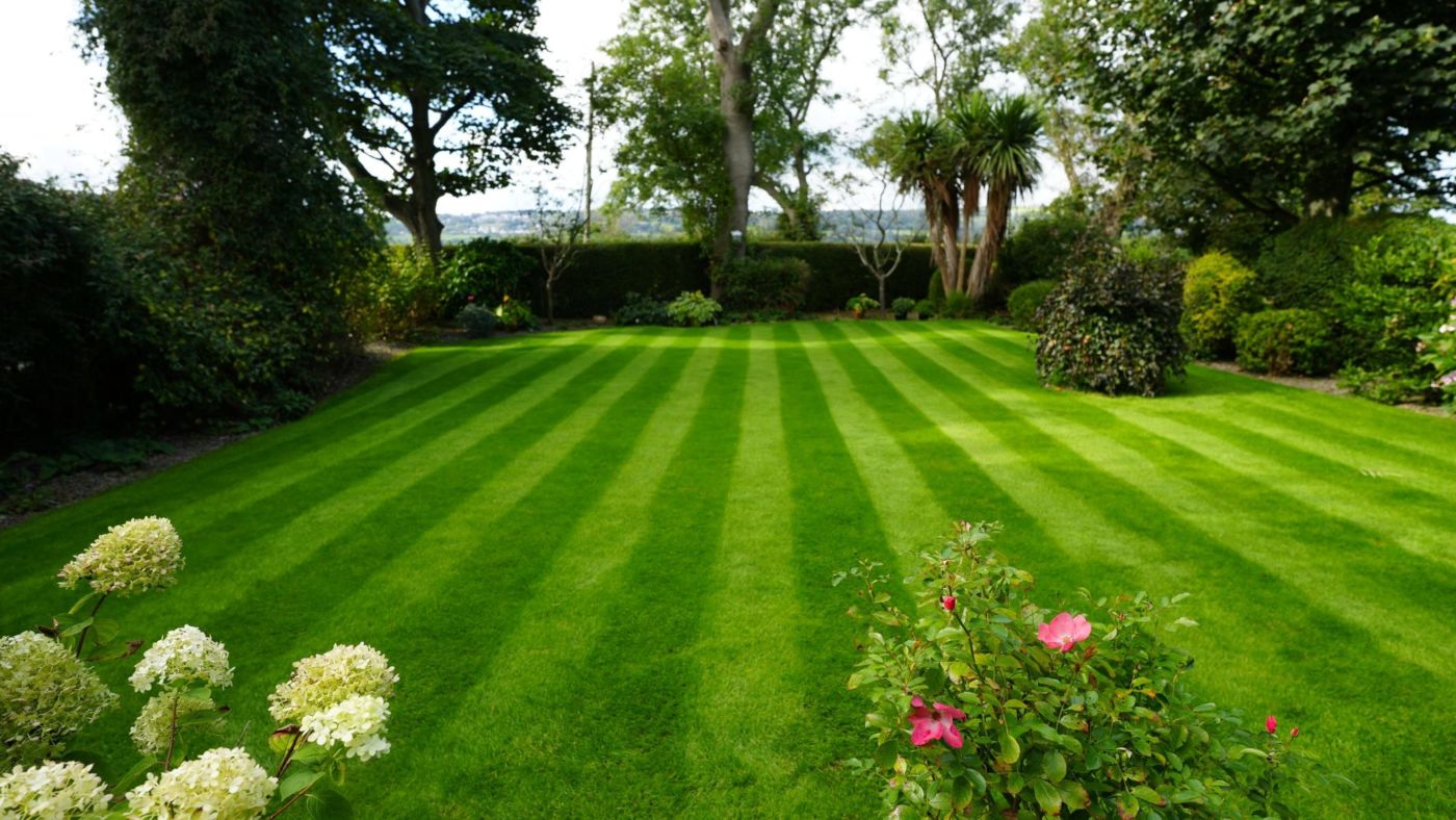 Striped lawn treated by Premier Lawns, with hydrangeas and pink roses in the foreground and trees behind