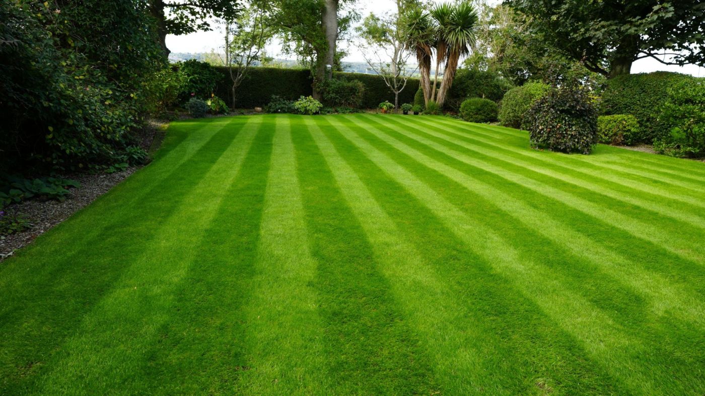 Wide striped lawn treated by Premier Lawns, with mature shrubs and a cordyline along the border