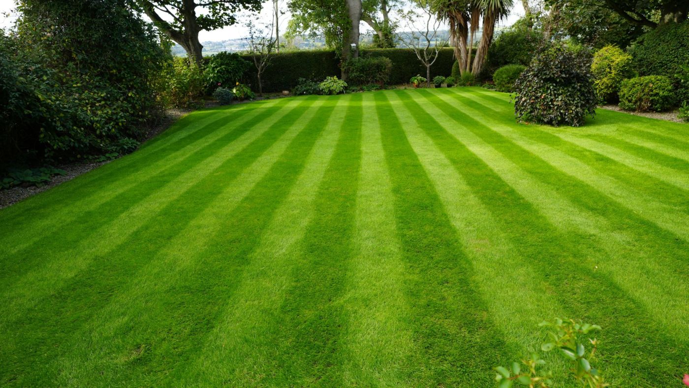 Striped lawn treated by Premier Lawns, looking across to a hedge with cordylines and mature trees