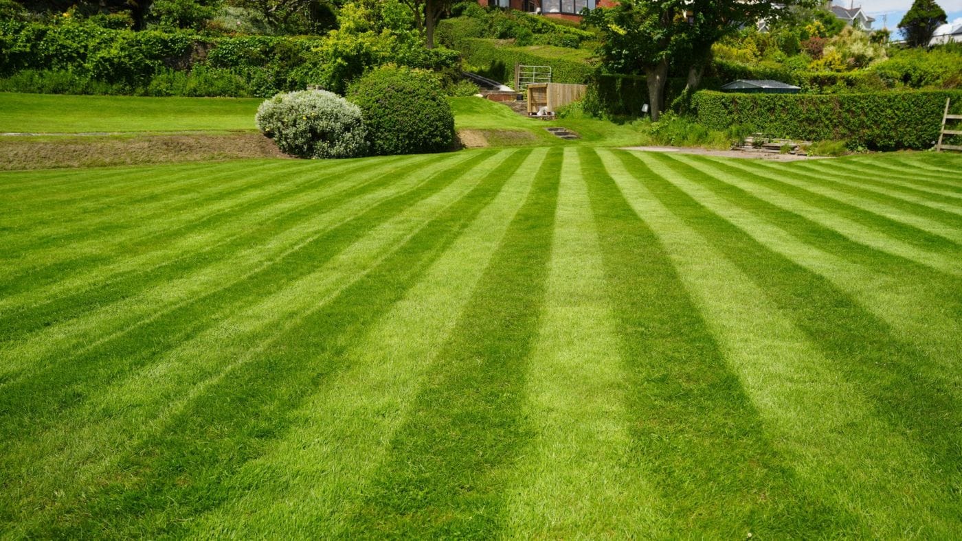 Striped lawn on a gentle slope treated by Premier Lawns, with shrubs and a hedge at the top